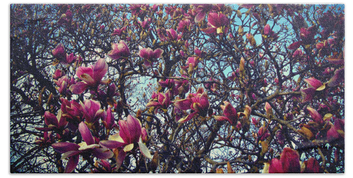 Nature Beach Towel featuring the photograph Blooming Magnolias - Heat Effect by Frank J Casella