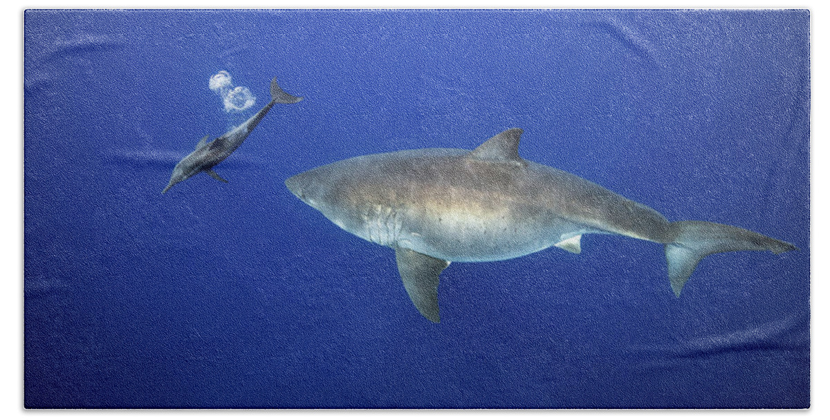 Great White Shark Beach Towel featuring the photograph Blowing Bubbles by Juan Sharks