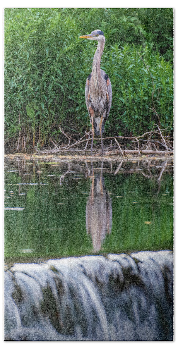 Great Beach Towel featuring the photograph Blue Heron at Wehr's Dam by Jason Fink