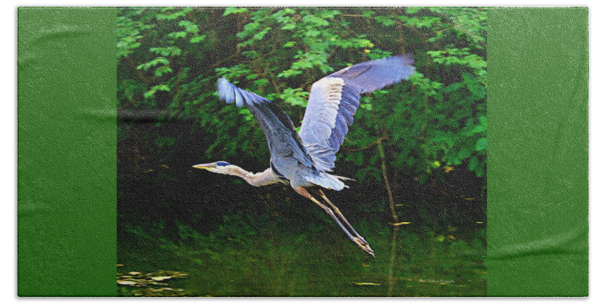Blue Heron Beach Towel featuring the photograph Blue Heron in Flight by Mary Walchuck