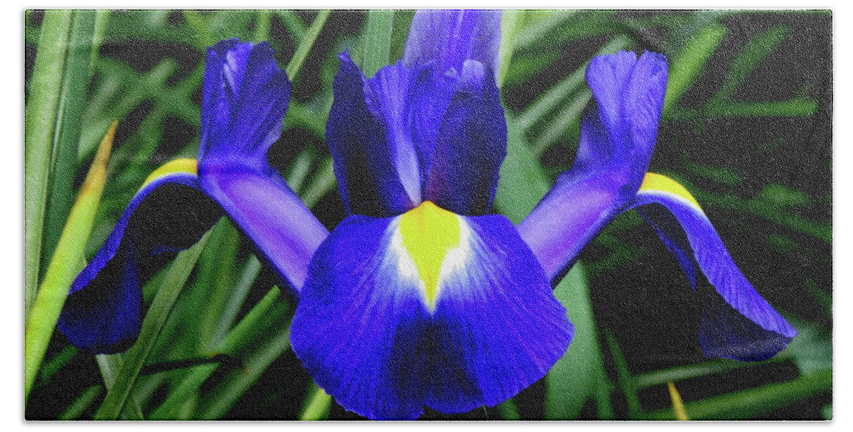 Flowers Beach Towel featuring the photograph Blue Iris by Linda Stern