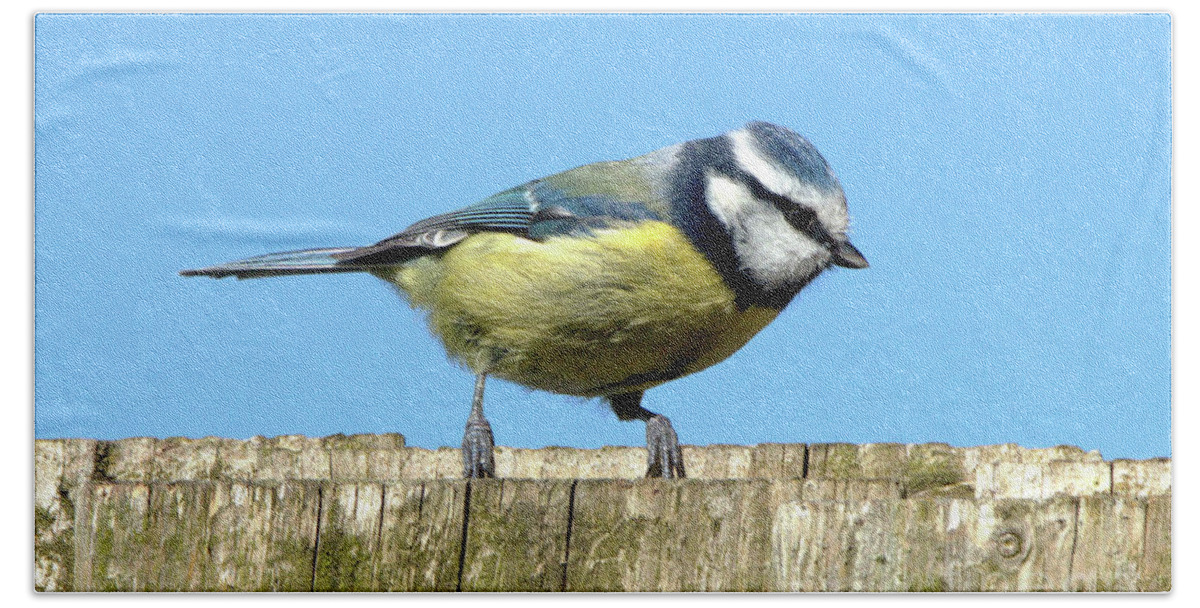 Nature Beach Towel featuring the photograph Blue Tit on the Fence by Baggieoldboy