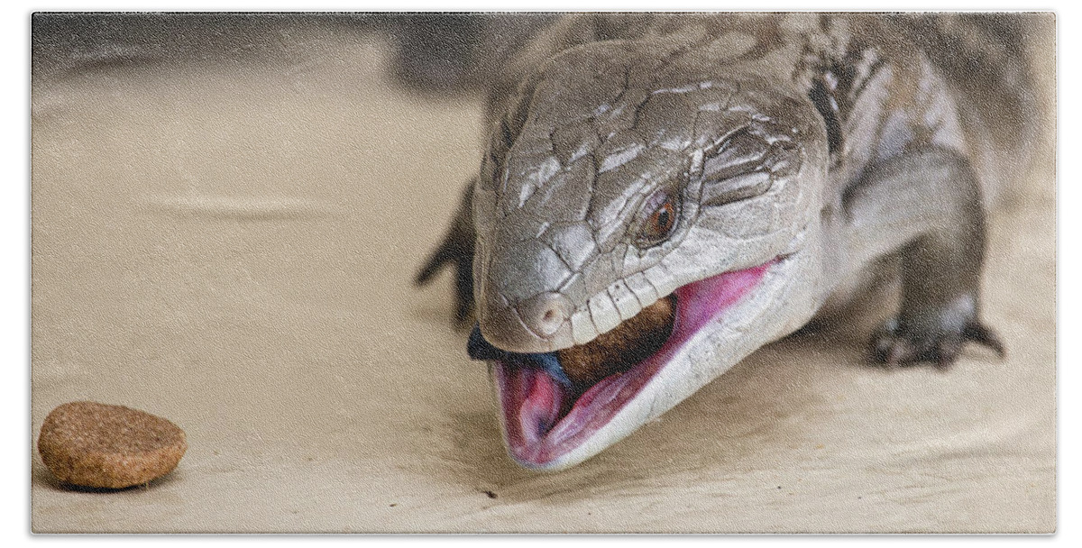 Blue Tongue Lizard Beach Towel featuring the digital art Blue tongue lizard 21 by Kevin Chippindall