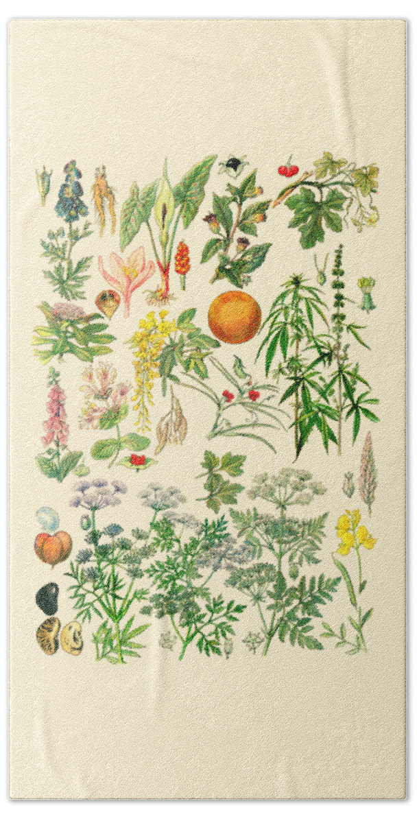 Botanical Beach Towel featuring the digital art Botanical Diagram by Madame Memento