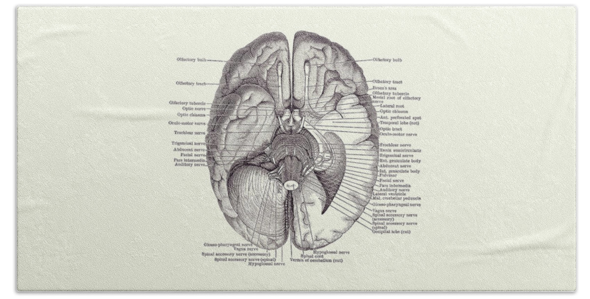 Brain Beach Towel featuring the drawing Brain Nervous System Diagram - Vintage Anatomy 2 by Vintage Anatomy Prints