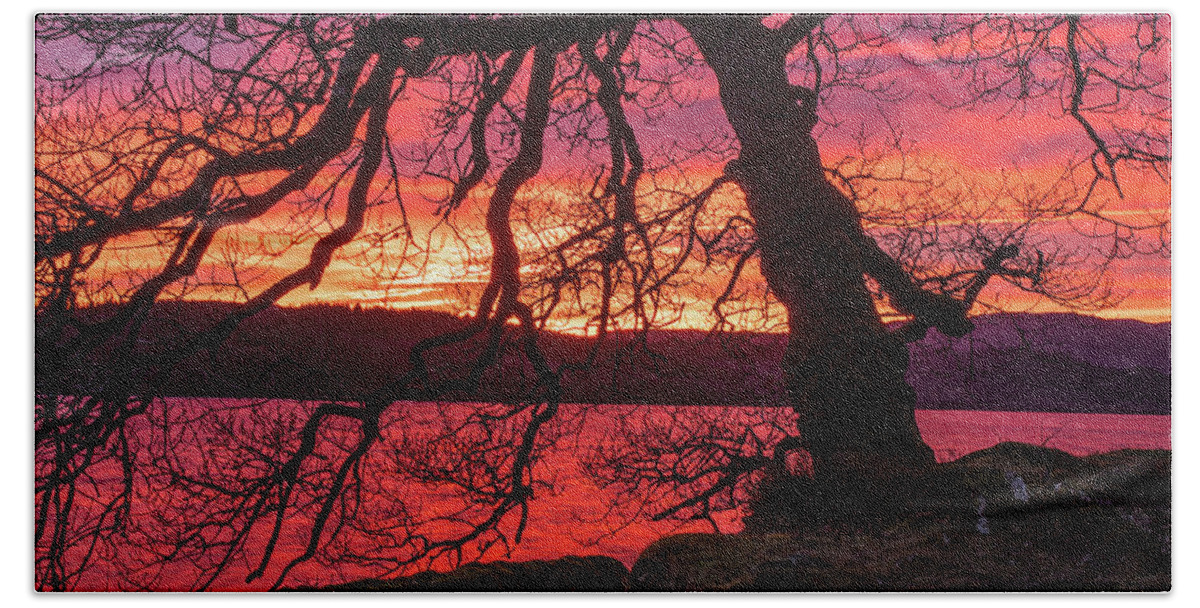 Sunset Beach Towel featuring the photograph Branches at sunset by Daniel Letford