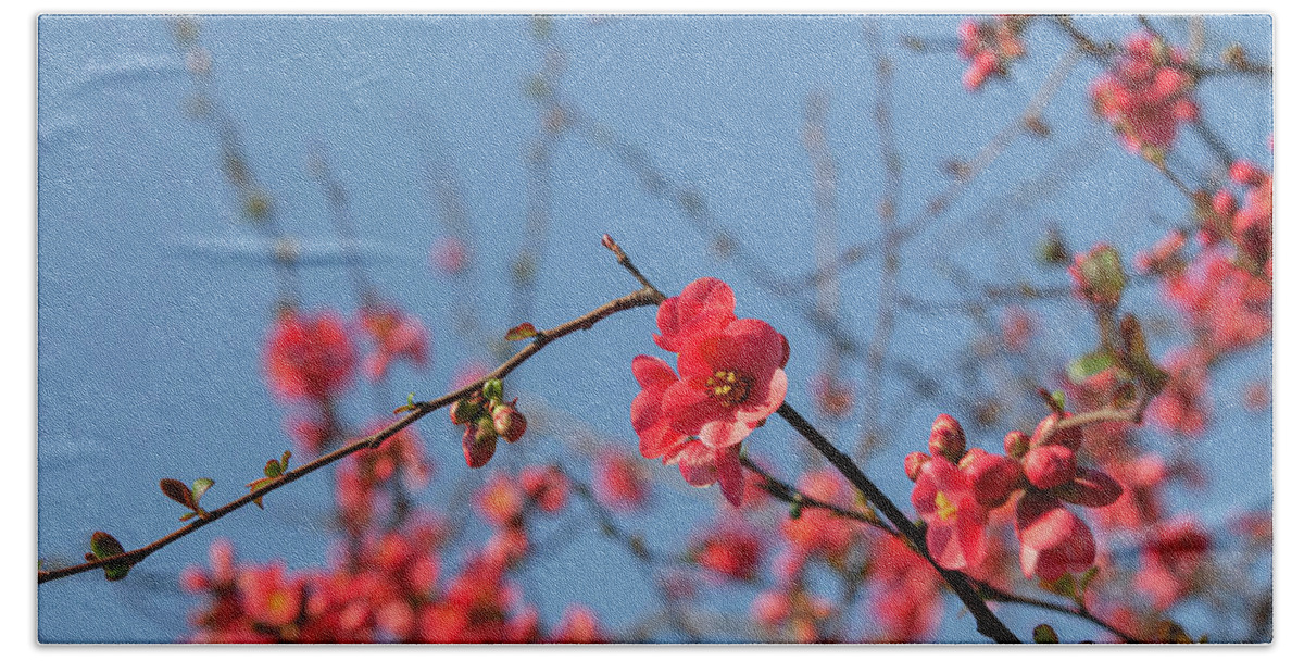 Jenny Rainbow Fine Art Photography Beach Towel featuring the photograph Branches of Flowering Quince 1 by Jenny Rainbow