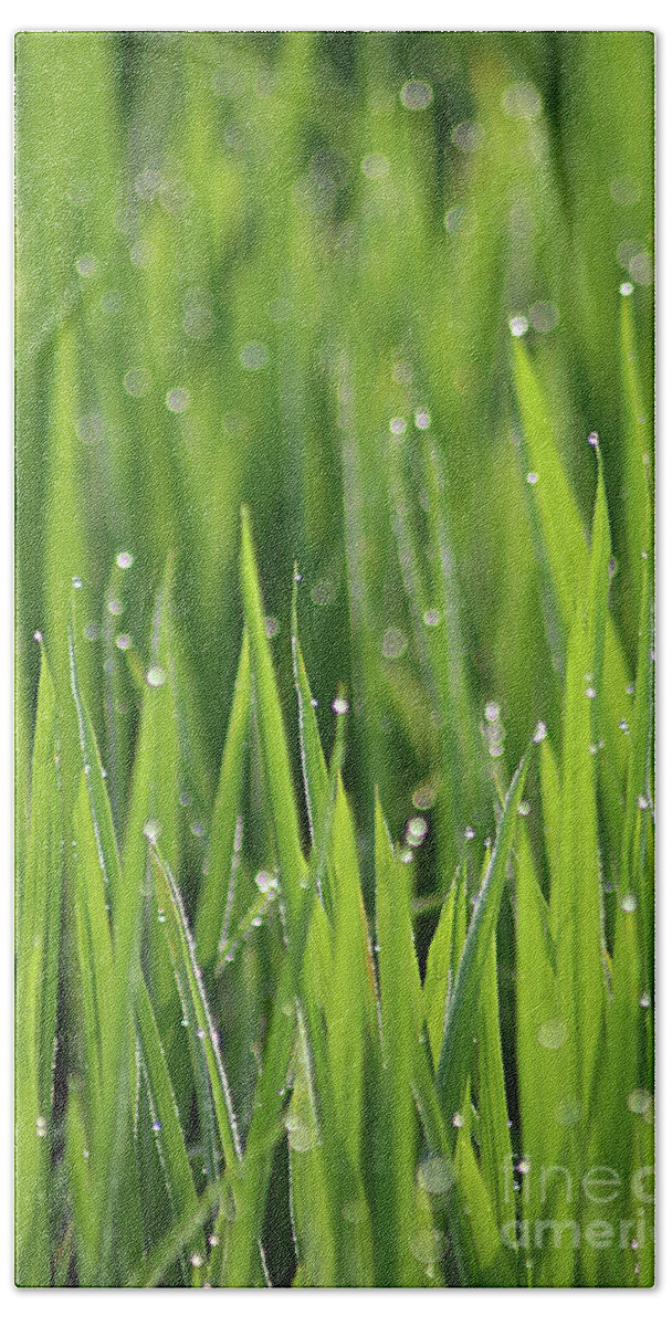 Bokeh Beach Towel featuring the photograph Bright dew by Vicente Sargues