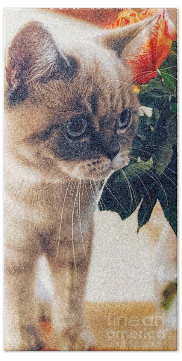 Cat Beach Towel featuring the photograph British Shorthair Cat 2 by Claudia Zahnd-Prezioso