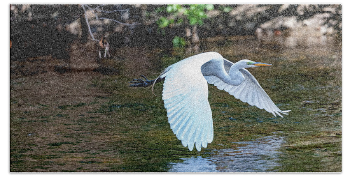 Bronx River Beach Towel featuring the photograph Bronx River Great Egret by Kevin Suttlehan