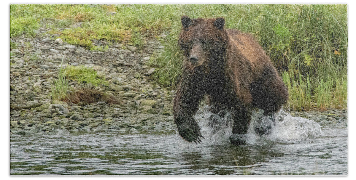 Alaska Beach Towel featuring the photograph Brown Bear Chasing Salmon in Pack Creek, Alaska #2 by Nancy Gleason