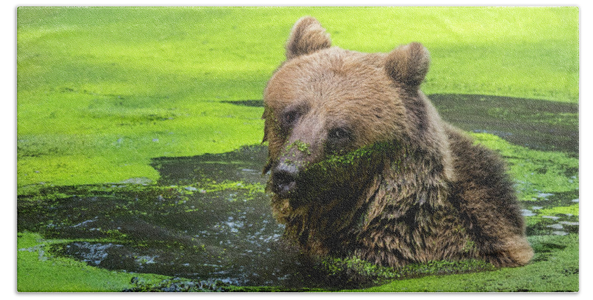 European Brown Bear Beach Towel featuring the photograph Brown Bear in Pond by Arterra Picture Library