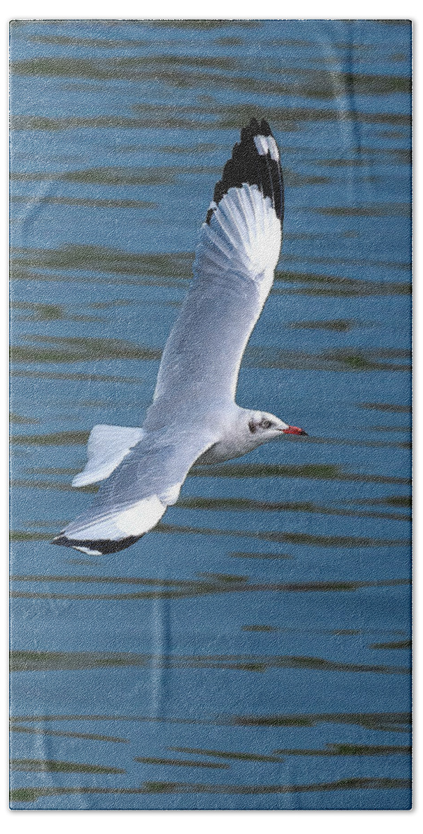 Nature Beach Towel featuring the photograph Brown-headed Gull in Flight DTHN0389 by Gerry Gantt
