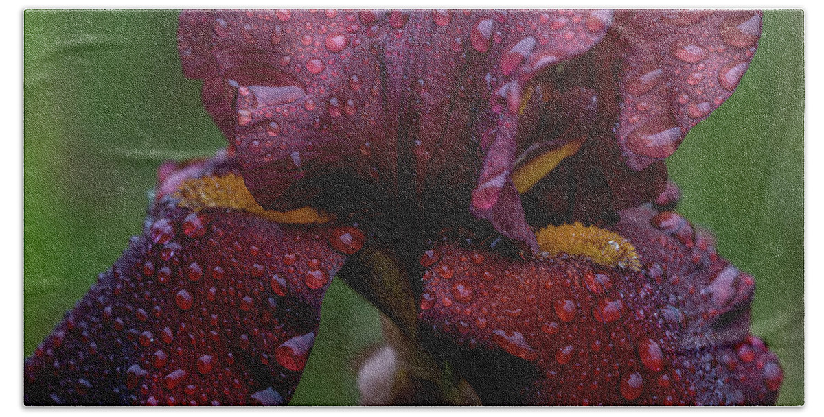 Astoria Beach Towel featuring the photograph Brown Iris in Rain by Robert Potts