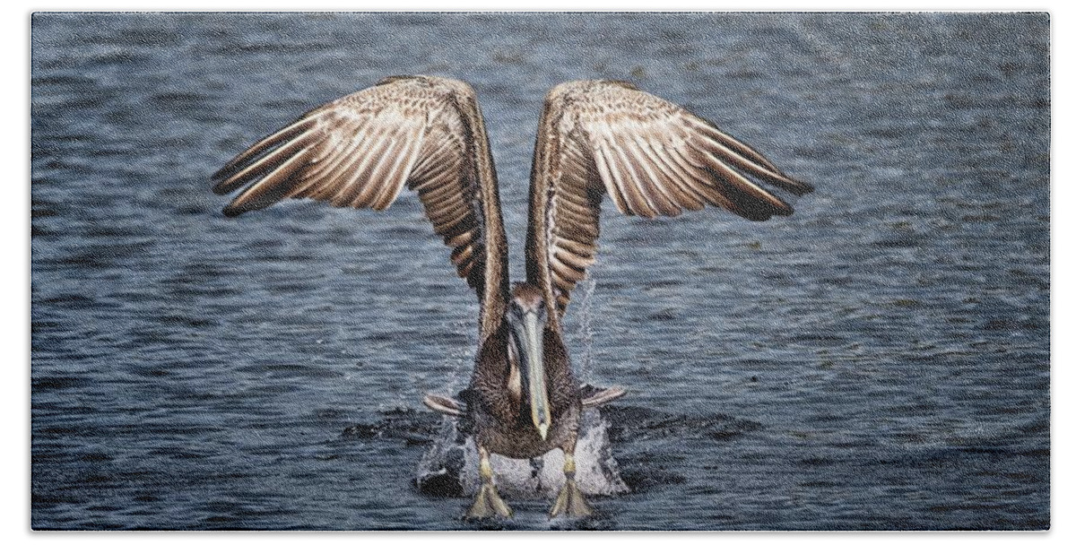 Bird Beach Towel featuring the photograph Brown Pelican Airborne by Ronald Lutz