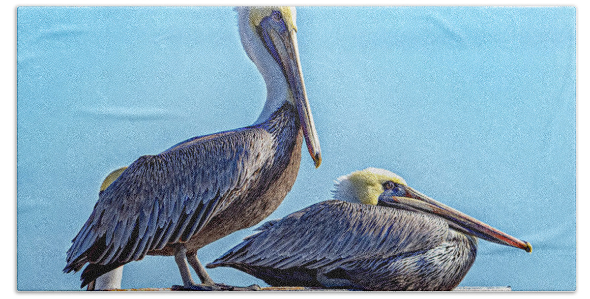 Bird Beach Towel featuring the photograph Brown Pelican by Jerry Connally