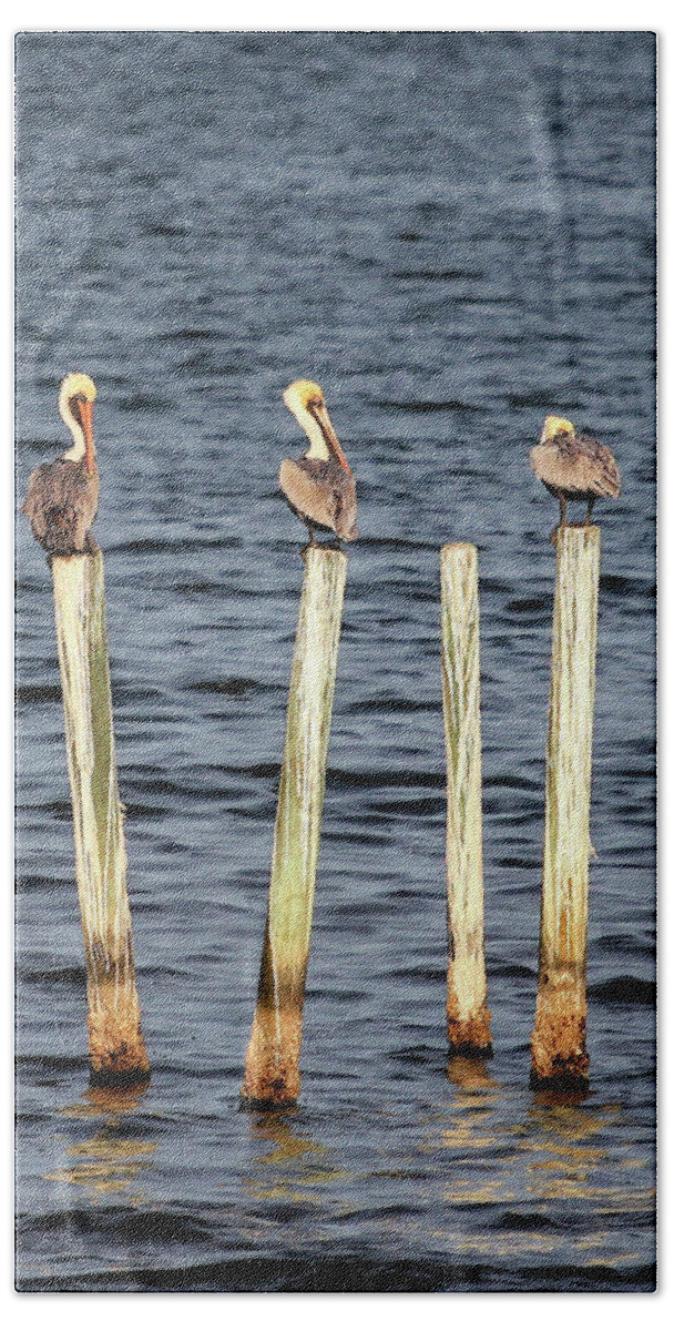 Birds Beach Towel featuring the photograph Brown Pelicans by Robert Harris