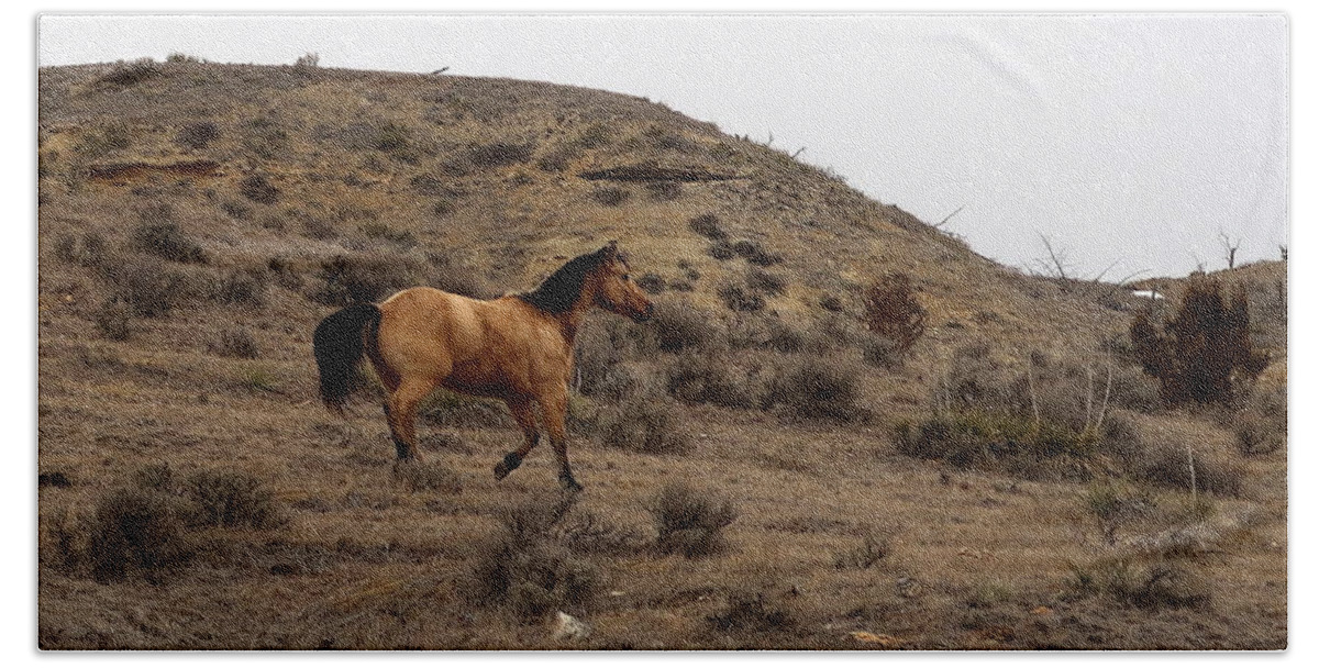 Horse Beach Towel featuring the photograph Buckskin on the Northern Plains by Katie Keenan