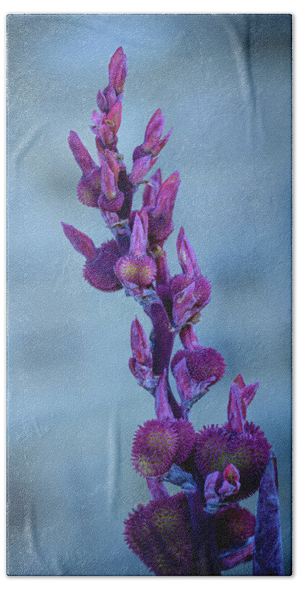 Flowers Beach Towel featuring the photograph Budding Canna Lilies - purple by Frank Mari