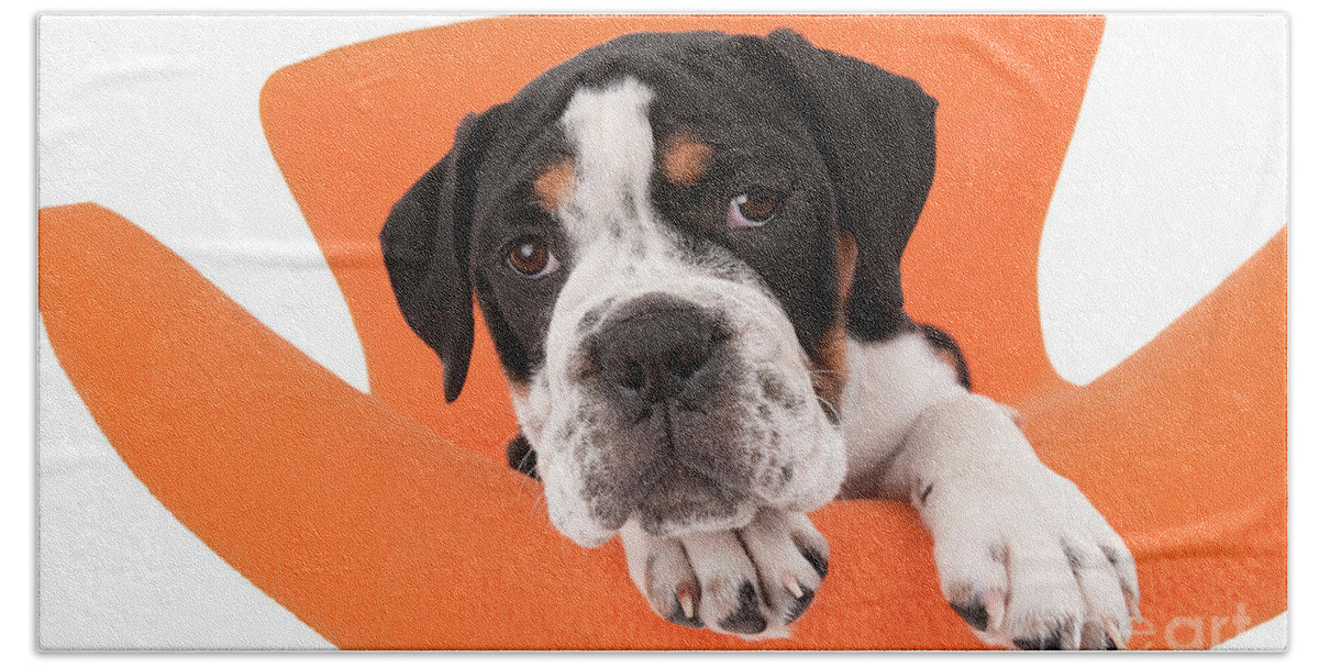 Dog Beach Towel featuring the photograph Bulldog Puppy Joy by Renee Spade Photography
