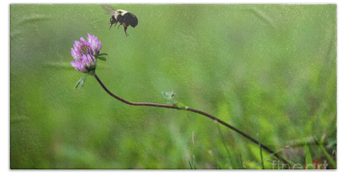 Bee Beach Sheet featuring the photograph Bumblebee and Clover by Diane Diederich