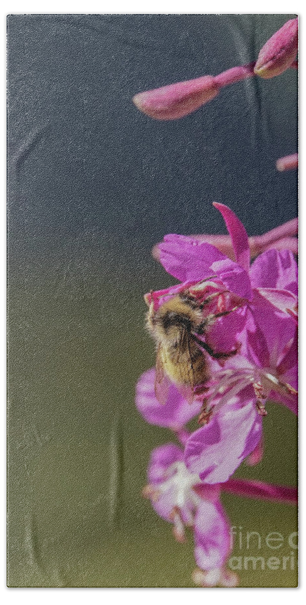 Bumble Bee Beach Towel featuring the photograph Bumble bee on fireweed at Glacier NP by Nancy Gleason