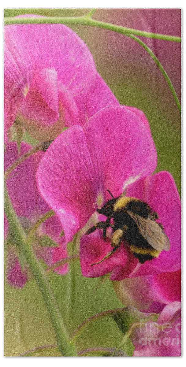 Bombus Californicus Beach Towel featuring the photograph Bumble Bee on Peavine #1 by Nancy Gleason
