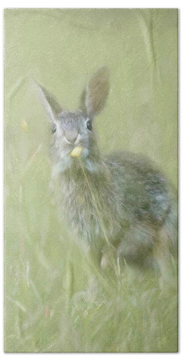 Bunny Beach Towel featuring the photograph Bunny and Dandelion by Marjorie Whitley
