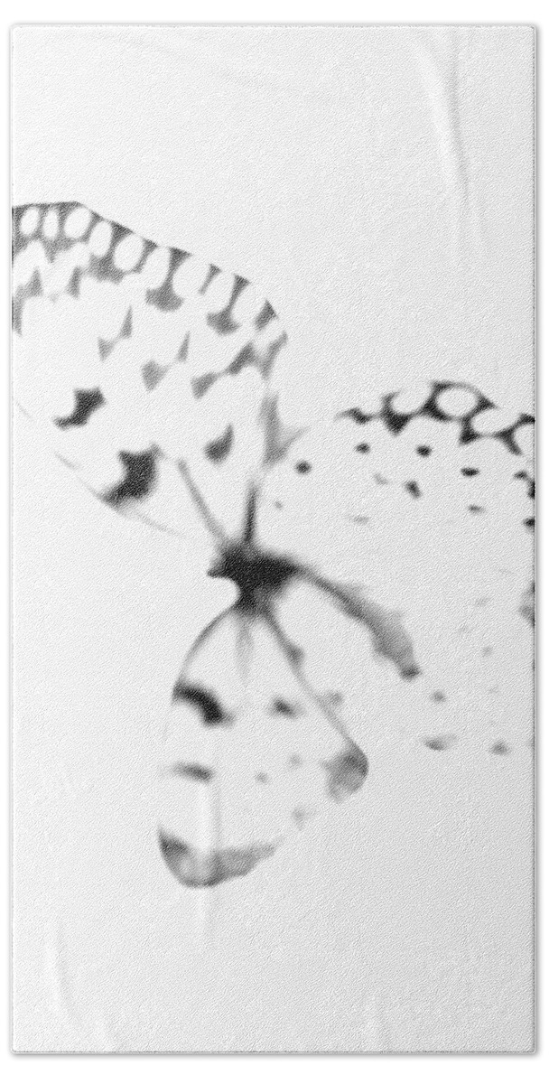 Butterfly Beach Towel featuring the photograph Butterfly Blanc - Minimal Abstract Black And White by Marianna Mills