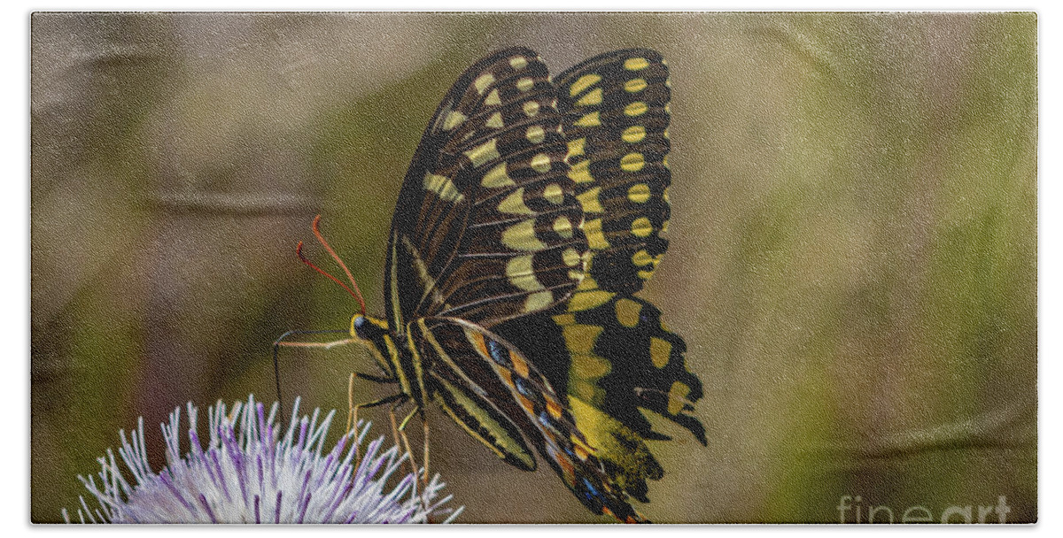 Butterfly Beach Towel featuring the photograph Butterfly on Thistle by Tom Claud