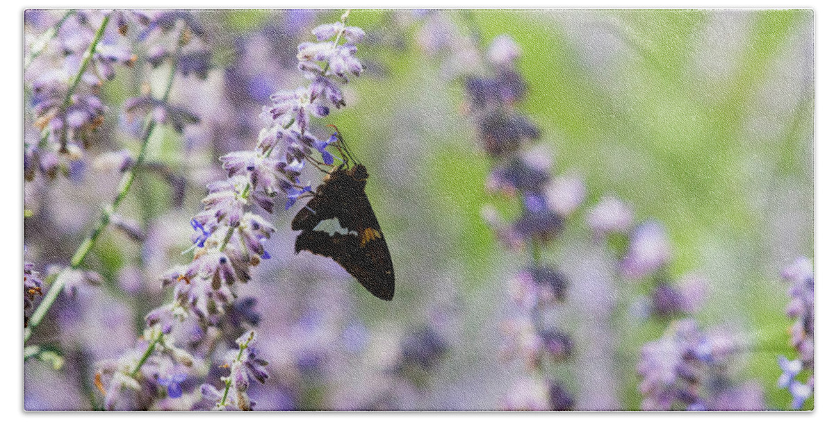 Macro Beach Towel featuring the photograph Butterfly Resting on a Lavender Plant by Auden Johnson