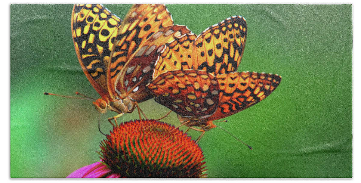 Butterfly Beach Towel featuring the photograph Butterfly Twins by Christina Rollo