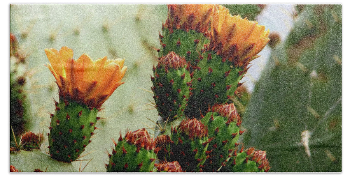 Orange Paddle Cacti Blooms On The Central Coast Of California Beach Towel featuring the photograph Cacti Blooms by Perry Hoffman