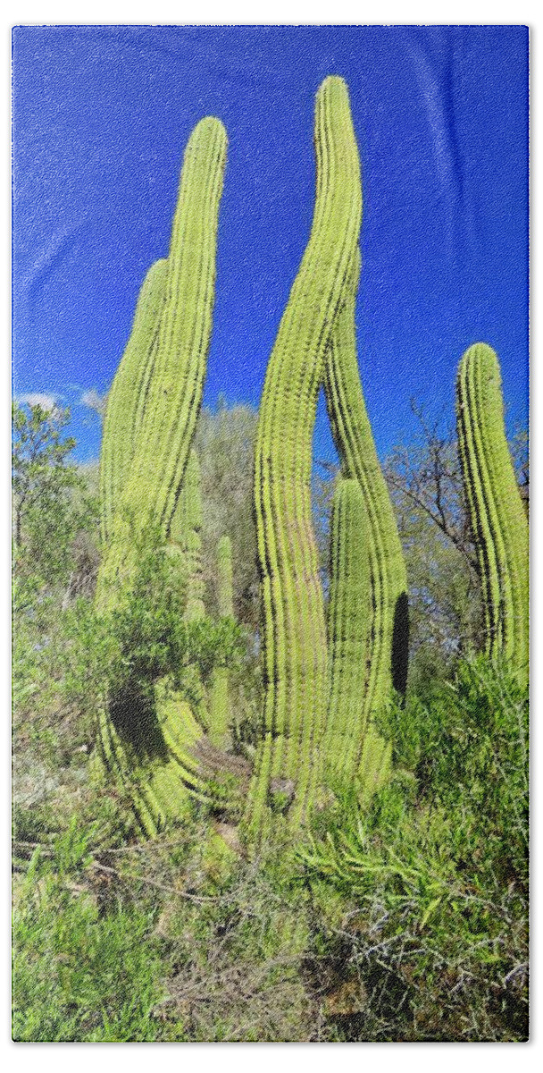 Icon Beach Towel featuring the photograph Cactus Sway by Judy Kennedy