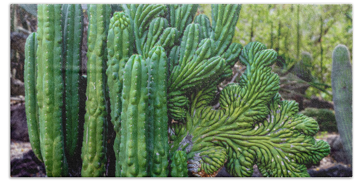 Cactus Beach Towel featuring the photograph Cactus Waving at You by Roslyn Wilkins