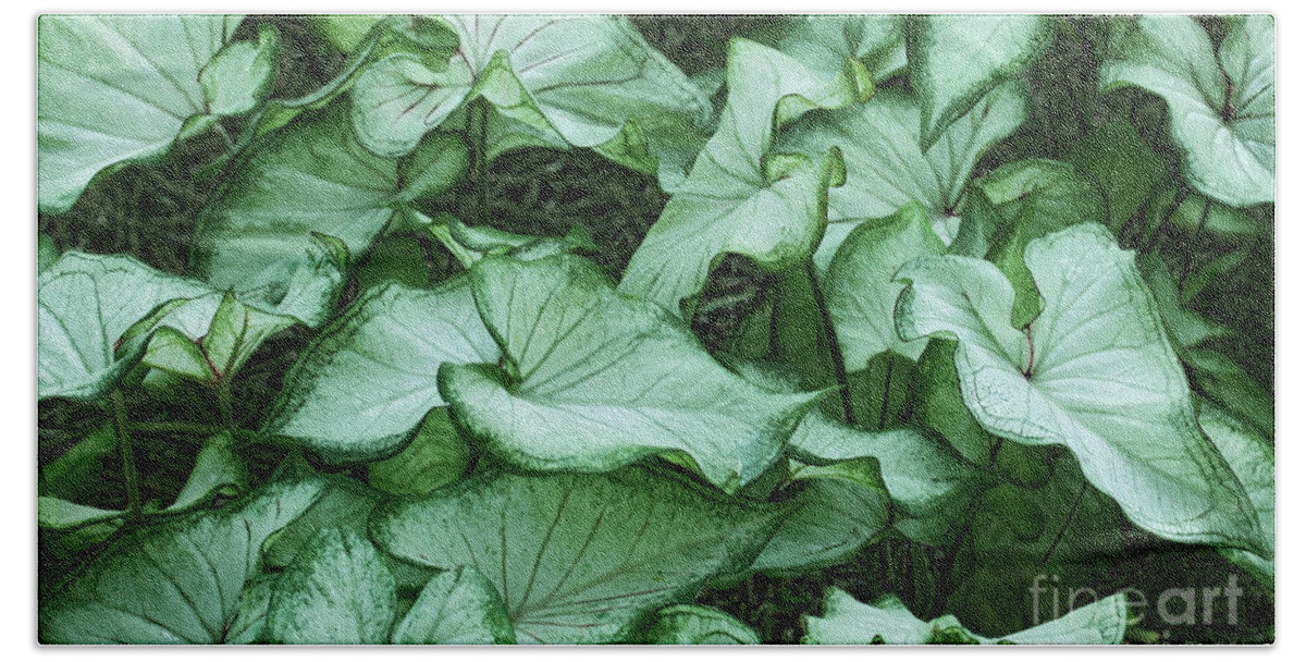 Leaves Beach Towel featuring the photograph Caladium Leaves by Judi Bagwell
