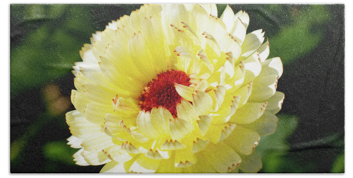 Calendula Officinalis Beach Sheet featuring the photograph Calendula Snow Princess by Tanya C Smith