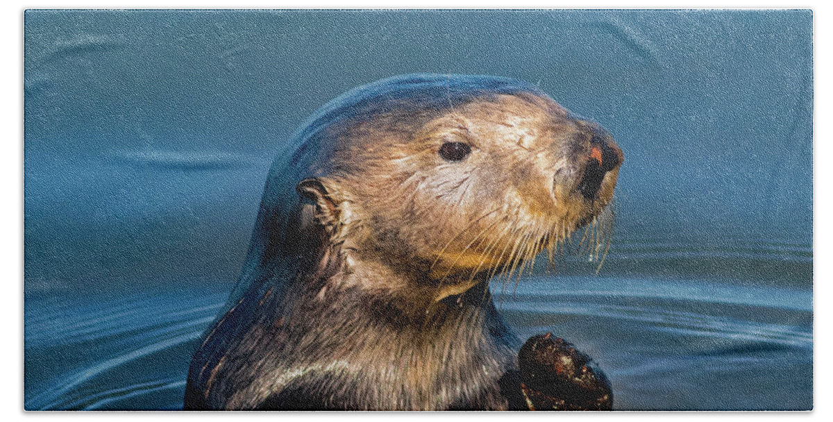 California Coast Beach Towel featuring the photograph California Sea Otter by Mark Miller