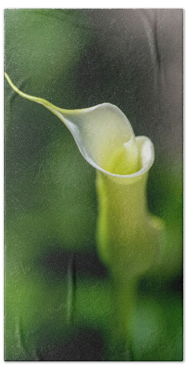Calla Lily Beach Towel featuring the photograph Calla Lily 2 by Kathy Paynter