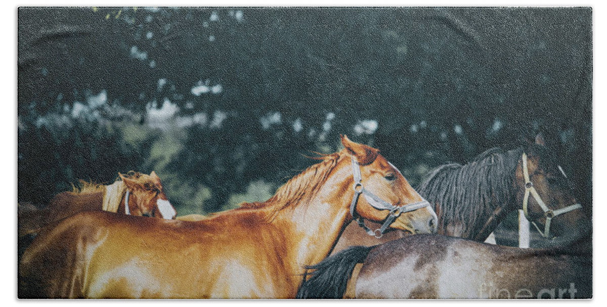 Horse Beach Towel featuring the photograph Calm horses III by Dimitar Hristov