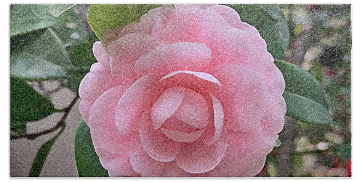 Floral Beach Towel featuring the digital art Camellia Soft Pink Bloom by Kirt Tisdale