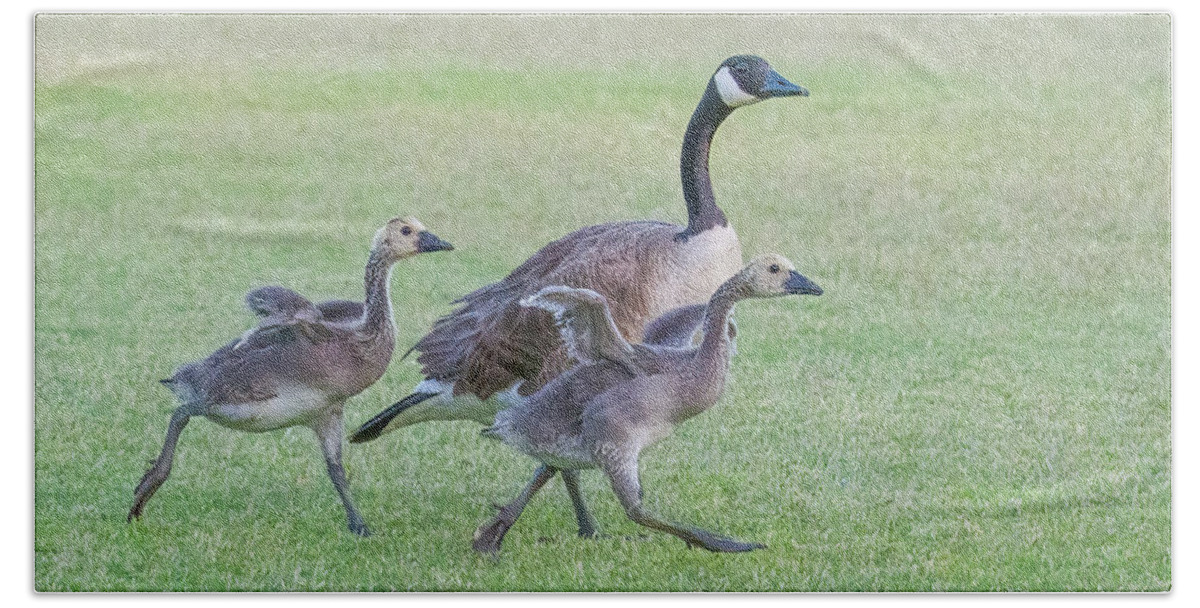 Canada Geese Beach Towel featuring the photograph Canada Geese Adults and Goslings 8942-052022-3 by Tam Ryan