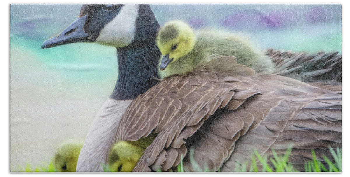 Mom Canada Goose Kkeeping The Chicks Warm. Beach Towel featuring the photograph Canada Goose with Chicks by Sandra Rust