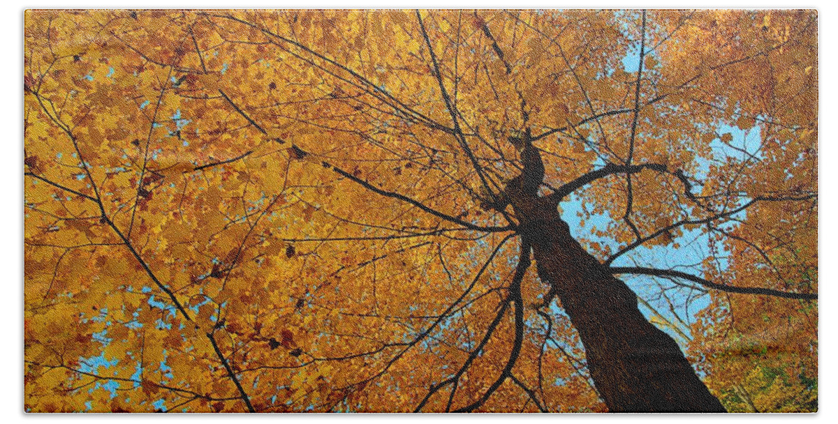 Autumn Leaves Beach Towel featuring the photograph Canopy of Color by Mary Walchuck