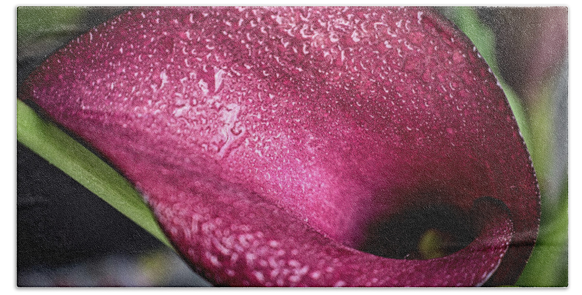 Flower Beach Towel featuring the photograph Captivating Calla Lily by Portia Olaughlin