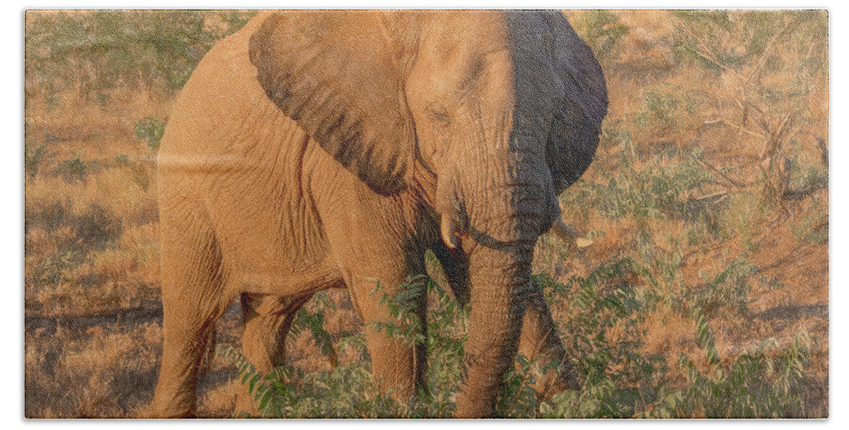 Elephants Beach Towel featuring the photograph Captivating in Kruger by Marcy Wielfaert