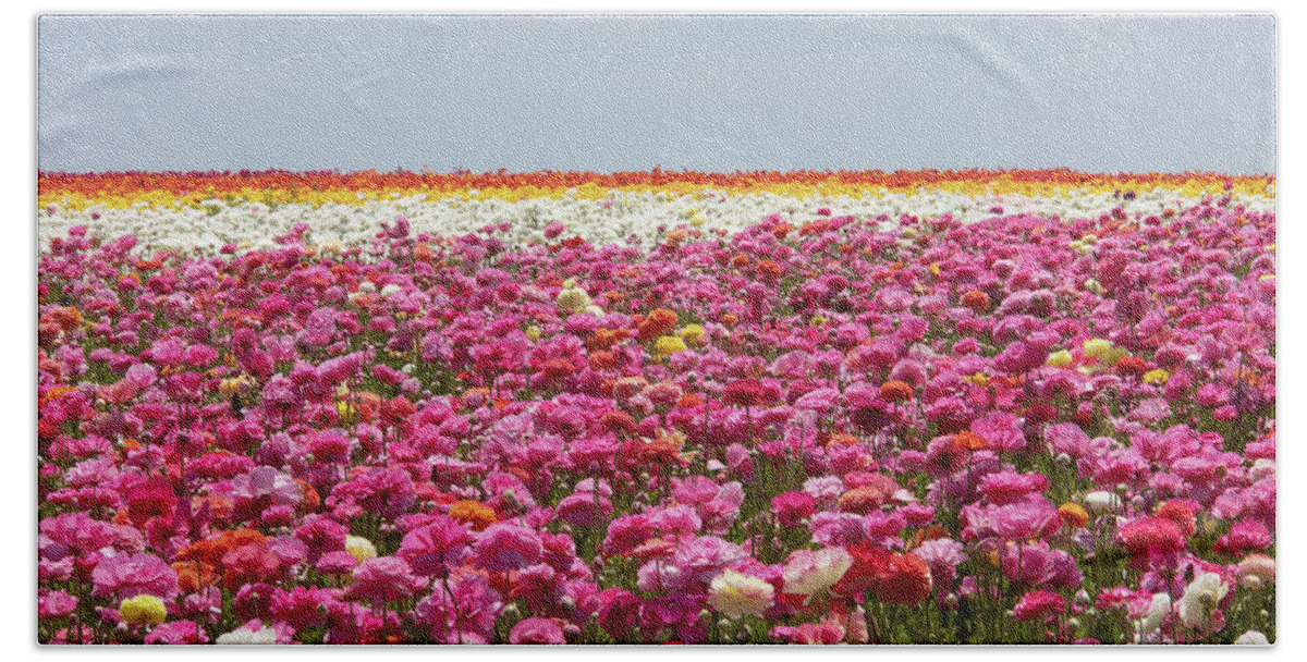 Carlsbad Flower Fields Beach Towel featuring the photograph Carlsbad Flower Fields by Ram Vasudev