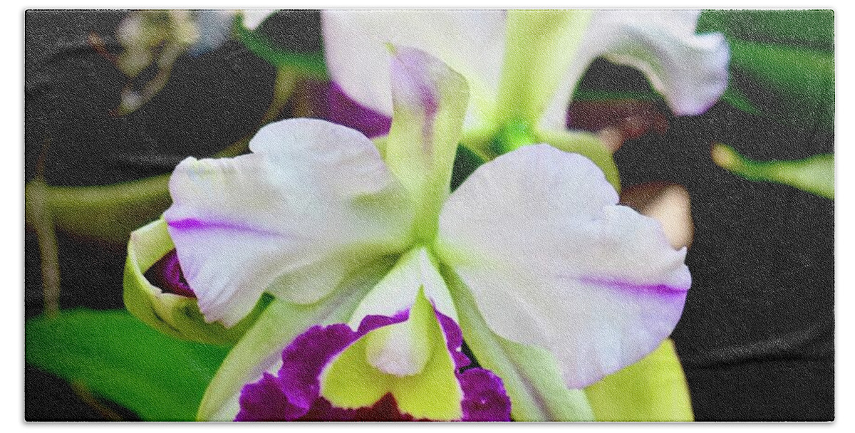 Gary Beach Towel featuring the photograph Cattleya Orchid Purple and White by Gary F Richards
