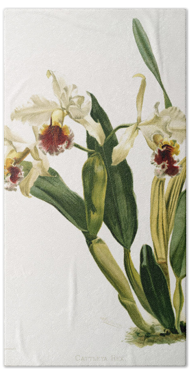 Reichenbachia Orchids Beach Towel featuring the painting Cattleya rex Orchid by World Art Collective