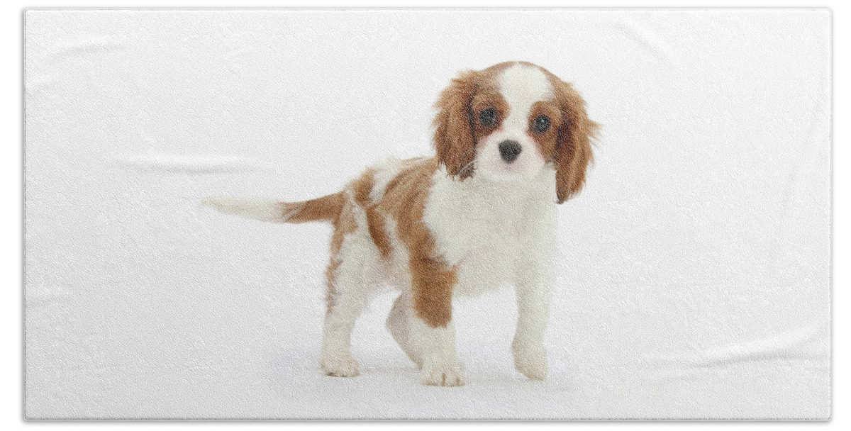 King Charles Spaniel Beach Towel featuring the photograph Cavalier King Charles Spaniel pup by Warren Photographic